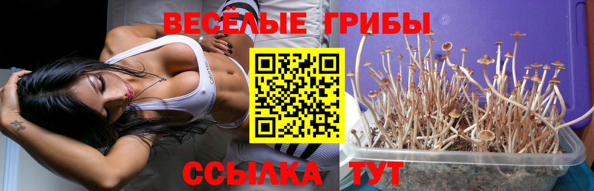 Дзержинский  Псилоцибиновые грибы Psilocybe  Вход с VPN  Псилоцибиновые грибы мицелий 